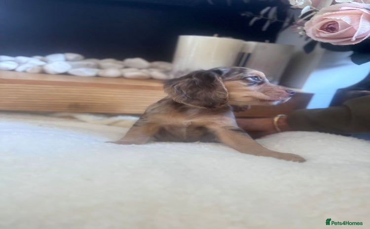Cockapoo dogs for sale - Advert 1