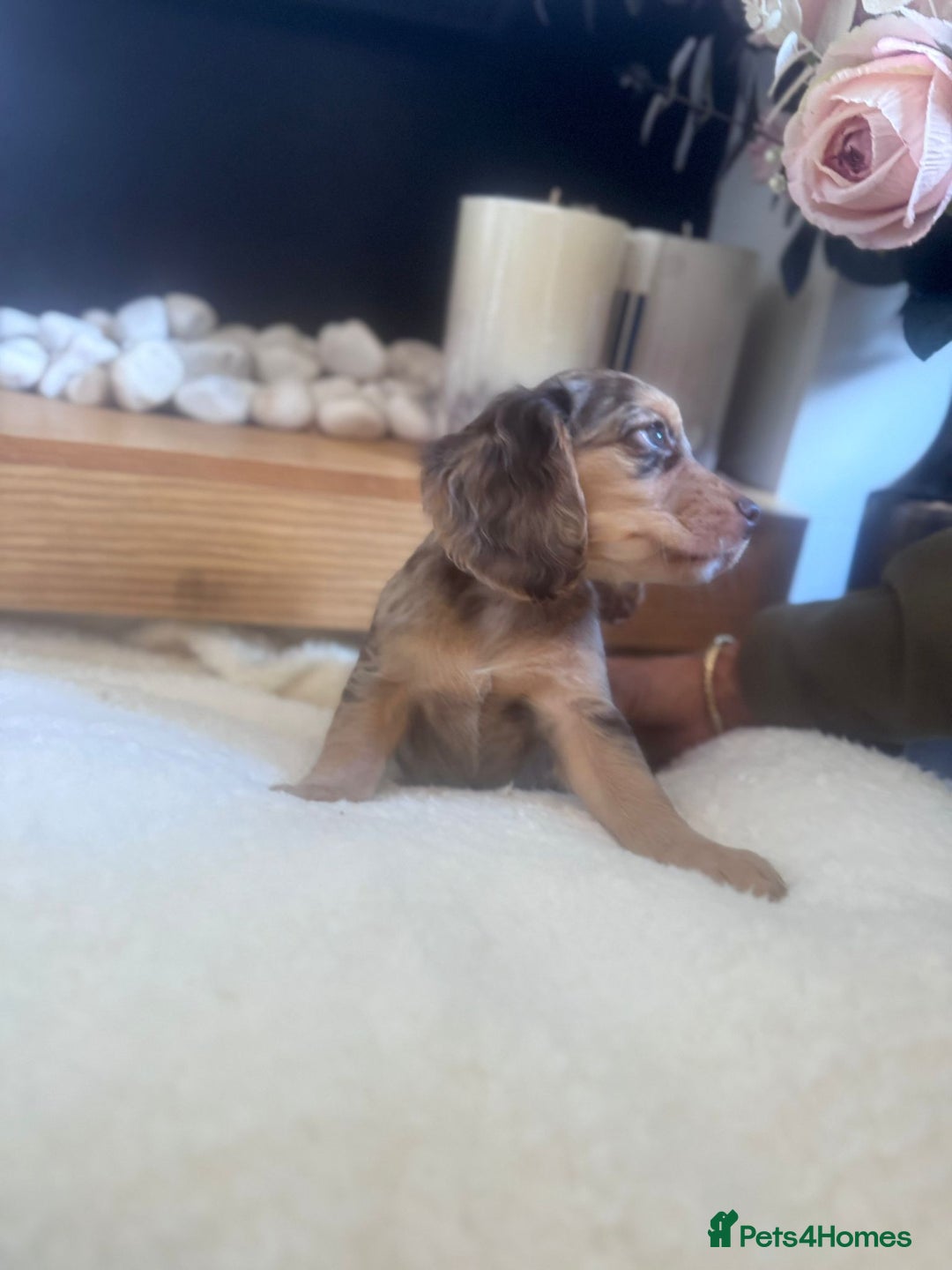 Cockapoo dogs for sale: Merle cockapoo  - Image 1