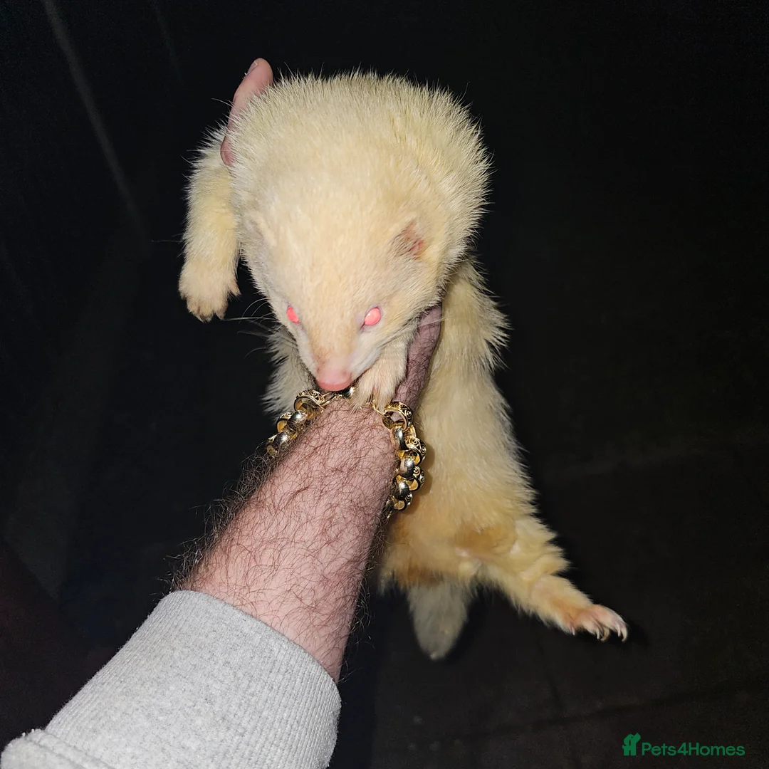 Ferret rodents for sale: Red eye albino for mating only  in Bilston - Advert 2