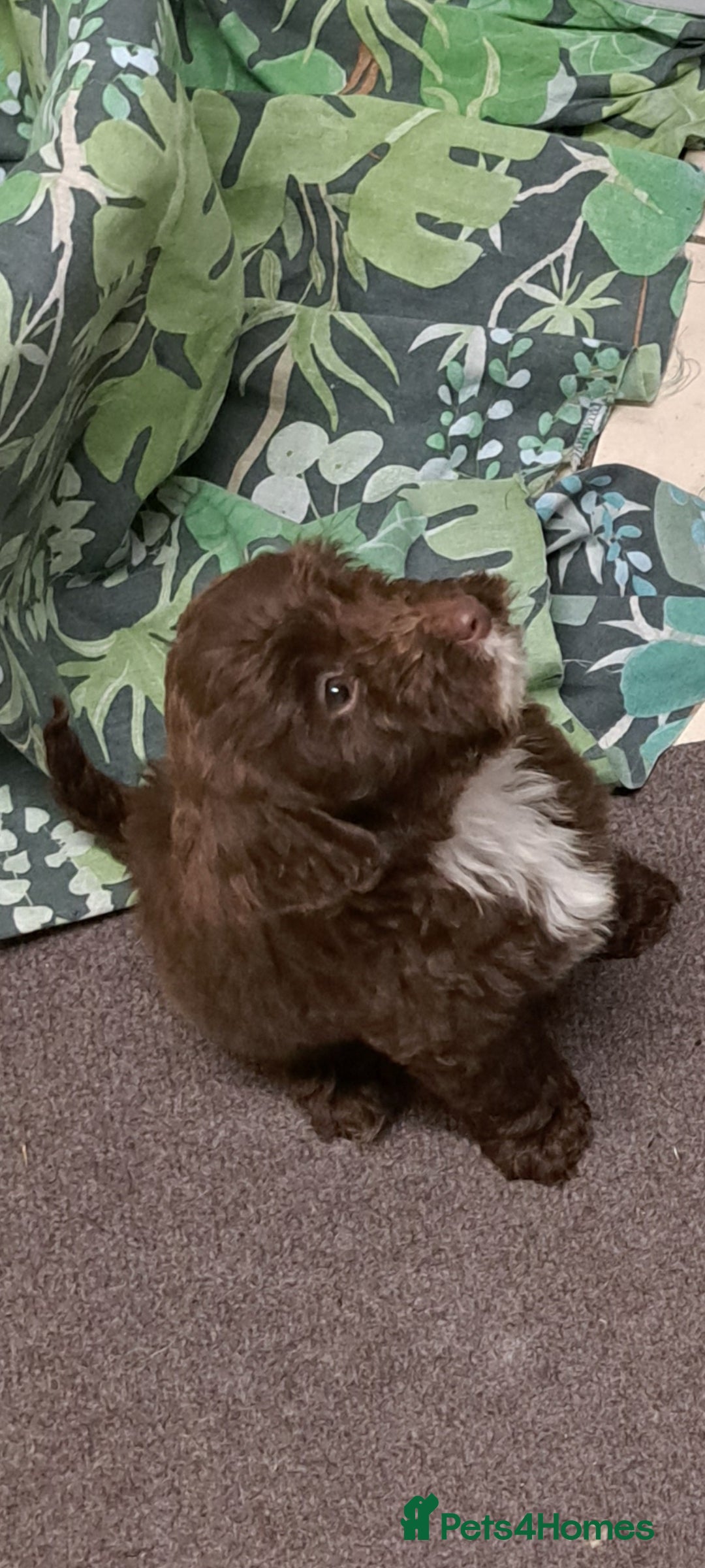 Cockapoo dogs for sale: Cockerpoo cross poodle puppys  - Image 4