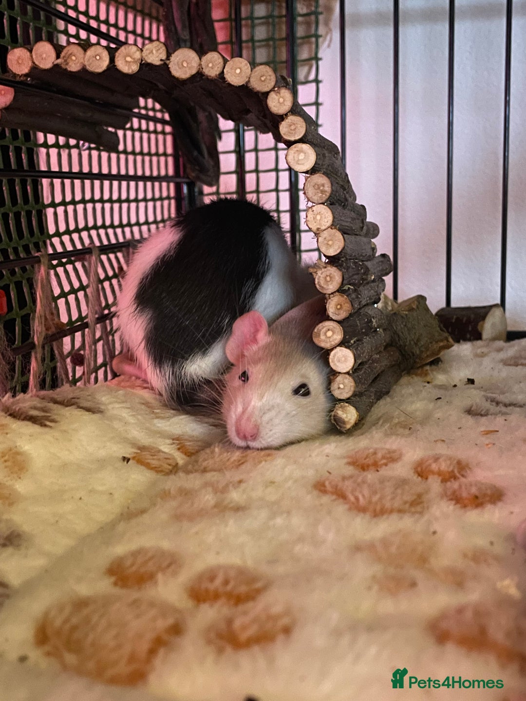 Rat rodents for sale: Beautiful 2 rats - Advert 2