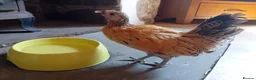 Chickens poultry for sale: Indoor Therapy Serama Hen -  Highly Tame - Advert 10