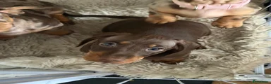 Miniature Dachshund 2