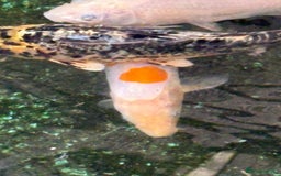 Koi Carp fish for sale: UK koi carp  - Image 31