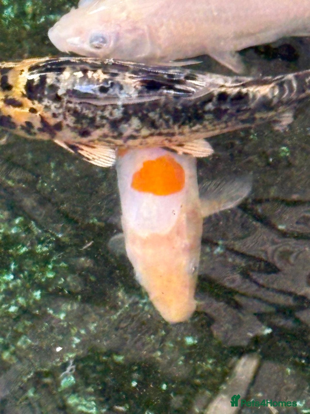 Koi Carp fish for sale: UK koi carp  - Image 31