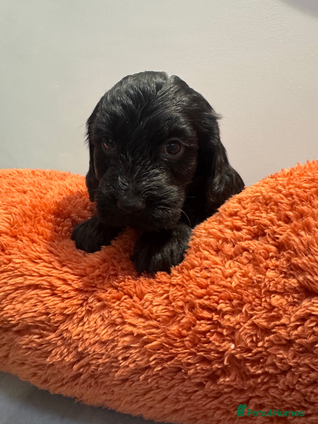 Cockapoo dogs for sale: Beautiful black F1B cockapoo boy ready next week  - Advert 16