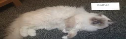Siberian cats for sale: Save and check for next litter.  Siberian - Advert 7