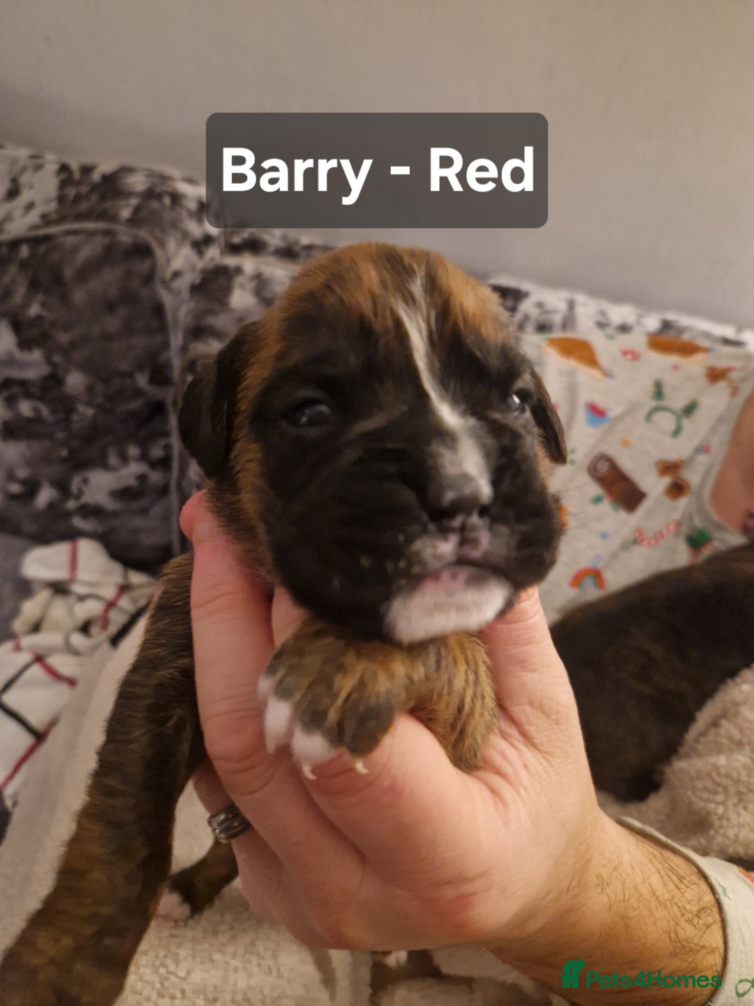 Boxer dogs for sale: 7 Beautiful Boxer Chunky Puppies - Advert 4