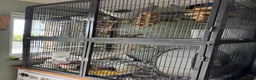 Rat rodents for sale: 4rats & full cage set up  - Advert 15