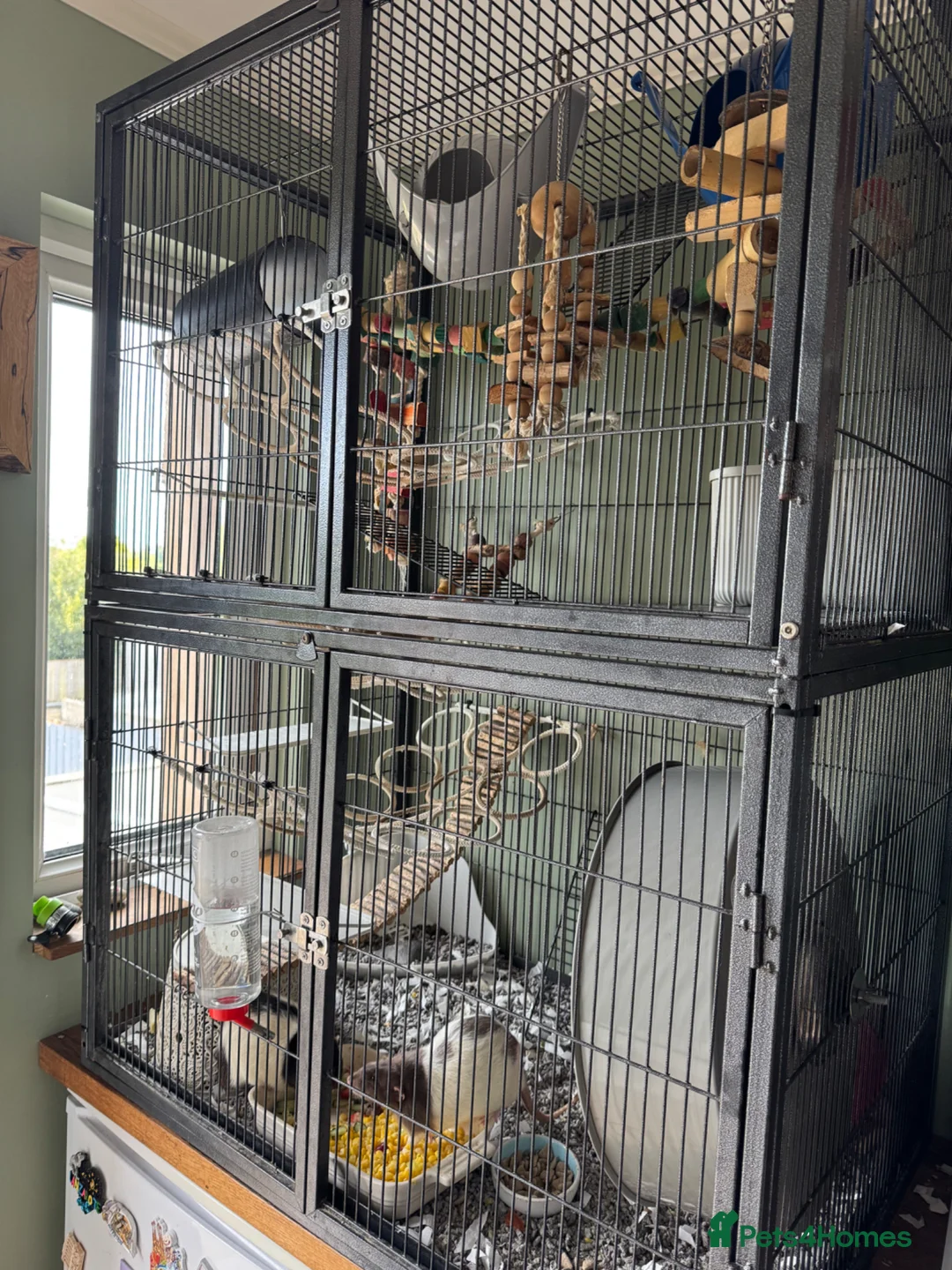 Rat rodents for sale: 4rats & full cage set up  - Advert 15