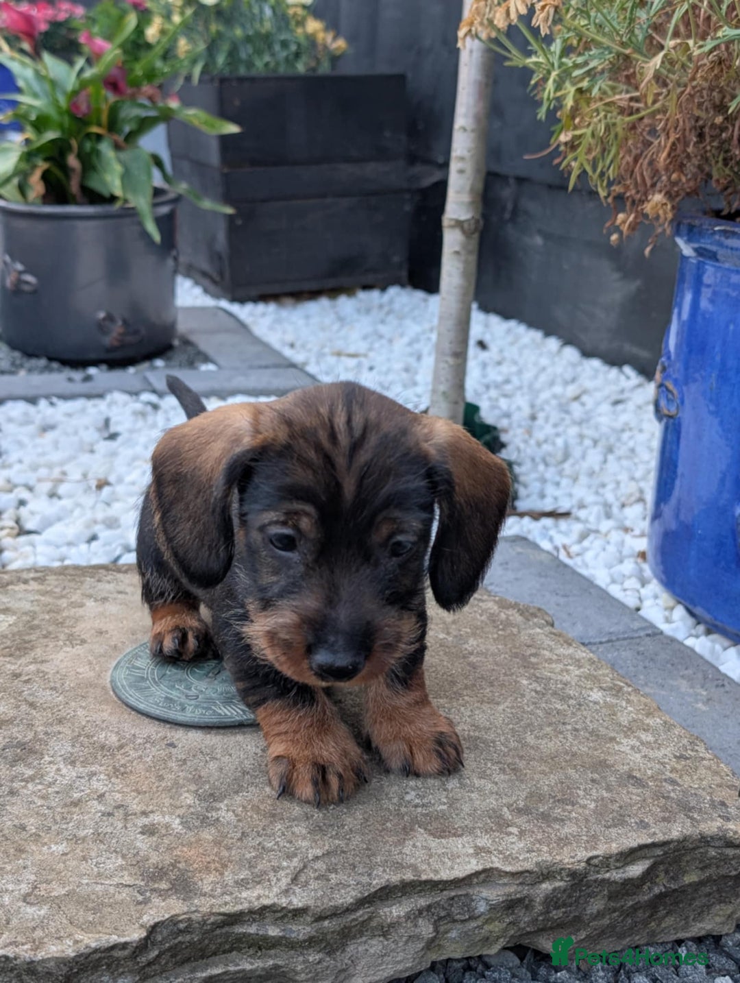 Dachshund dogs for sale: KC Register Standard Wirehaired Dachshund Puppies in Lincoln - Image 24