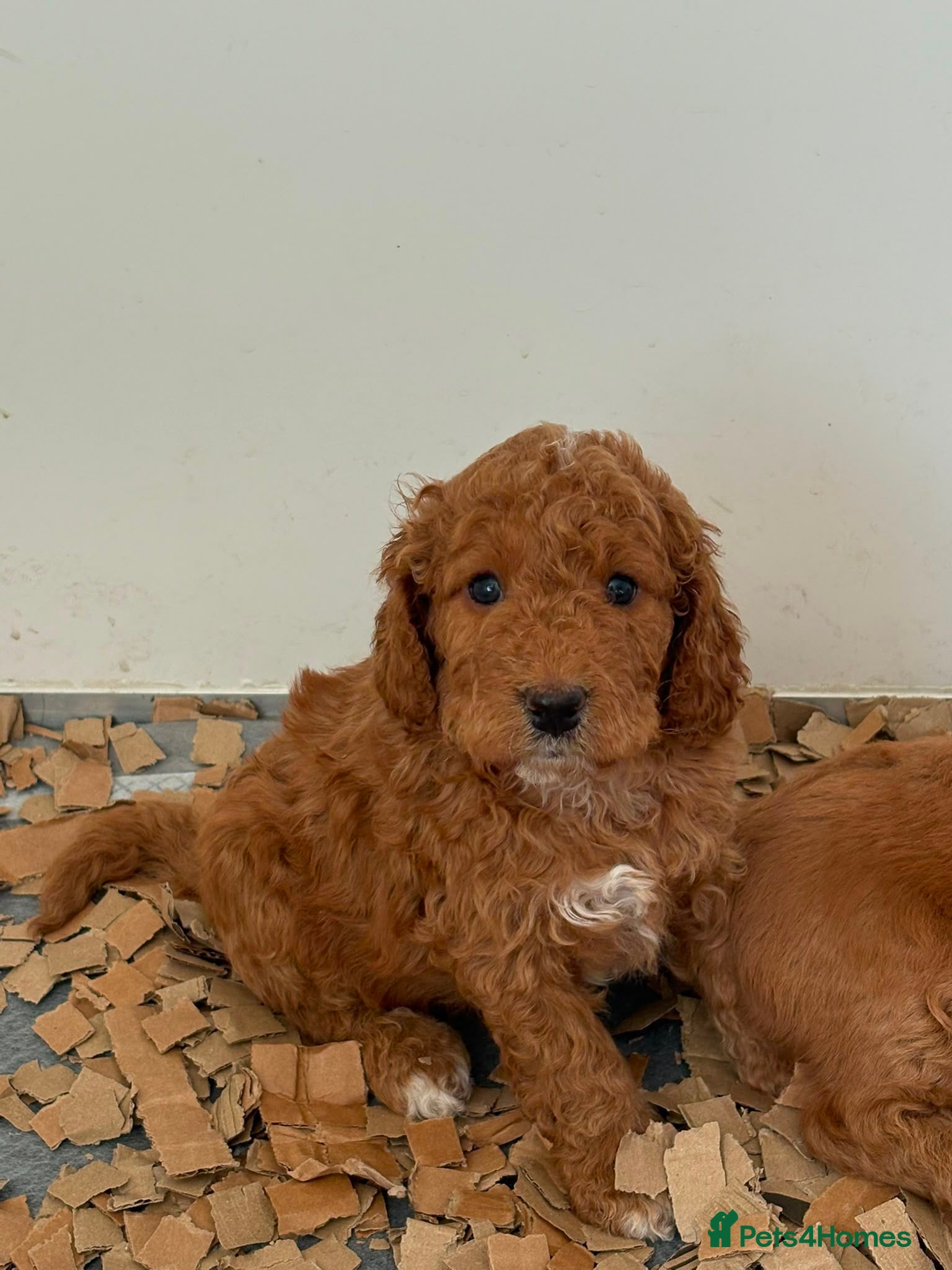 Cockapoo dogs Cockapoo puppies F1B  - Advert 2
