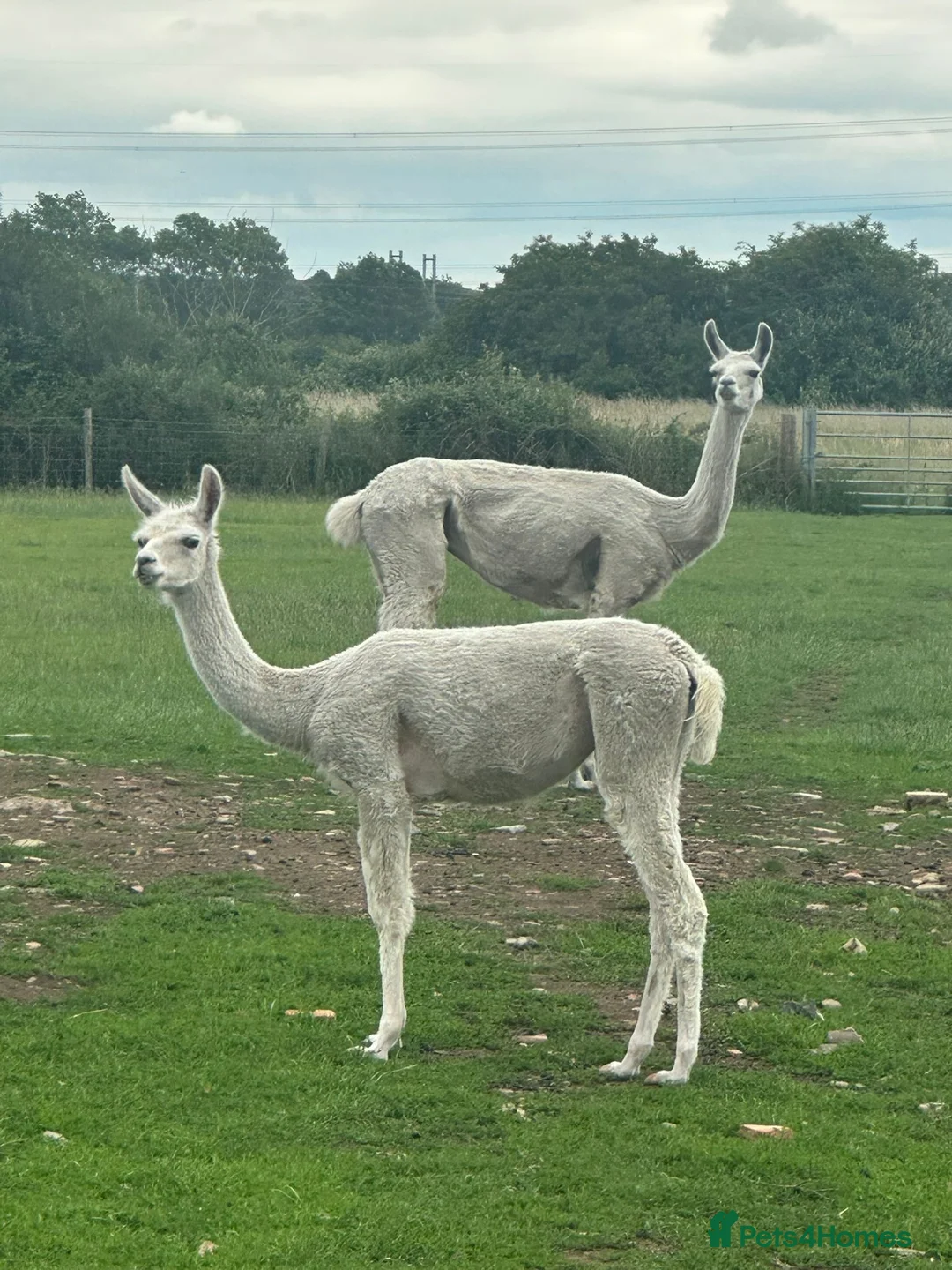 Llama livestock for sale: Female llama and her female yearling - Advert 3