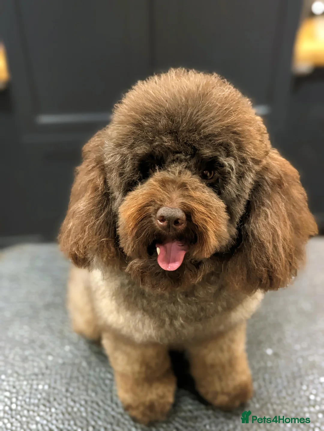 Miniature Poodle dogs for stud: Imported Brown Miniature Poodle & Cavalier Studs in Sutton Coldfield - Advert 7