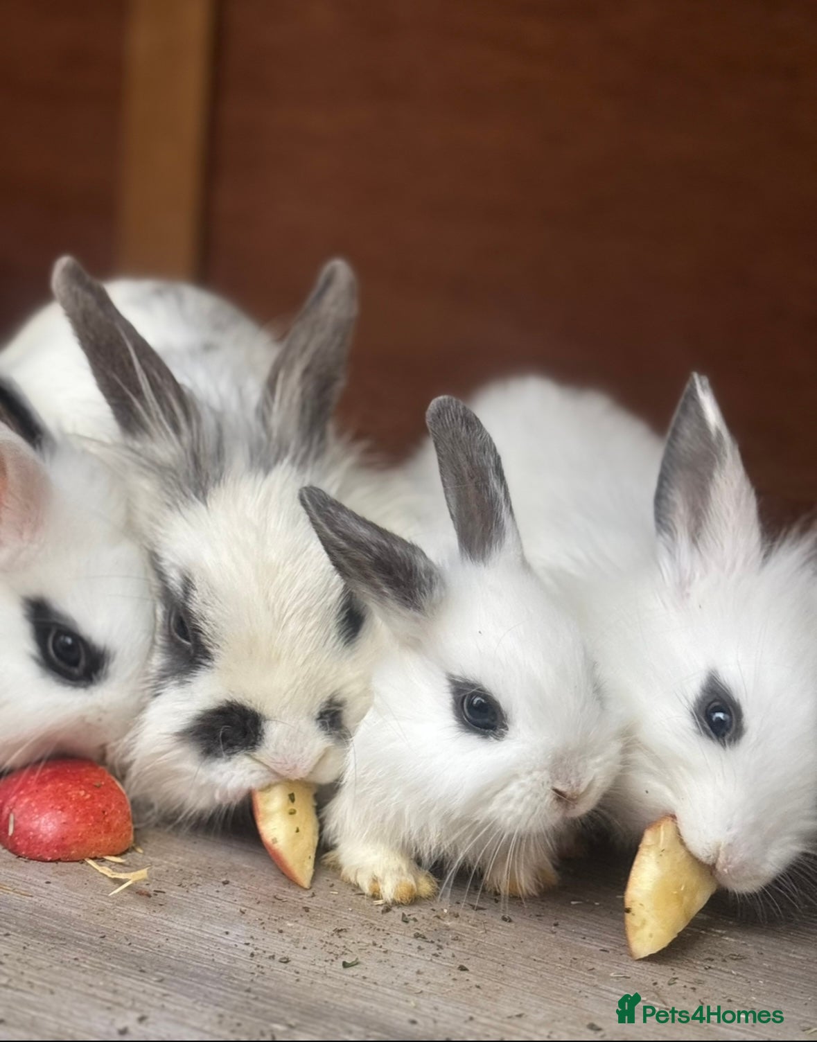 Mixed Breed rabbits Adorable Baby Lionhead Mix Bunnies - Advert 5