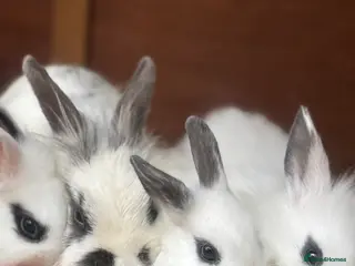 Mixed Breed rabbits Adorable Baby Lionhead Mix Bunnies - Advert 13