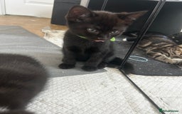 Mixed Breed cats for sale: 3 Male kittens  - Image 3