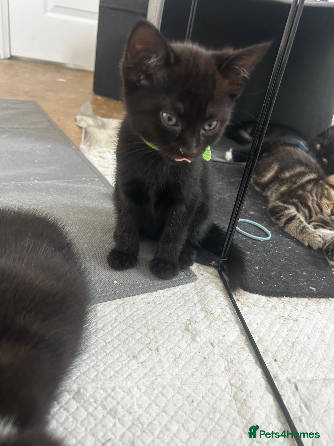 Mixed Breed cats for sale: 3 Male kittens  - Image 3