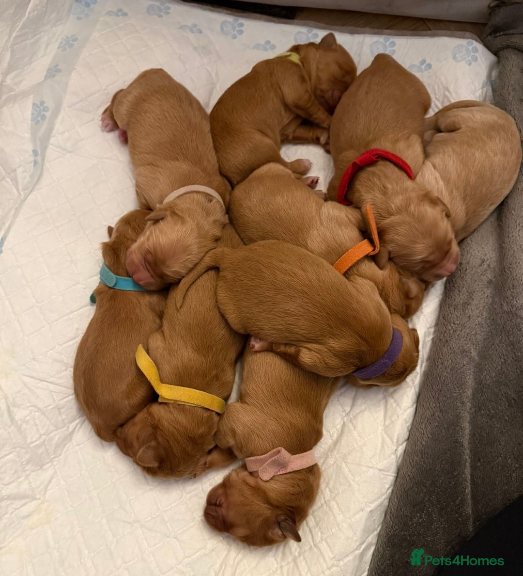 Golden Retriever dogs for sale: KC Registered Championship Line Golden Retrievers - Advert 8