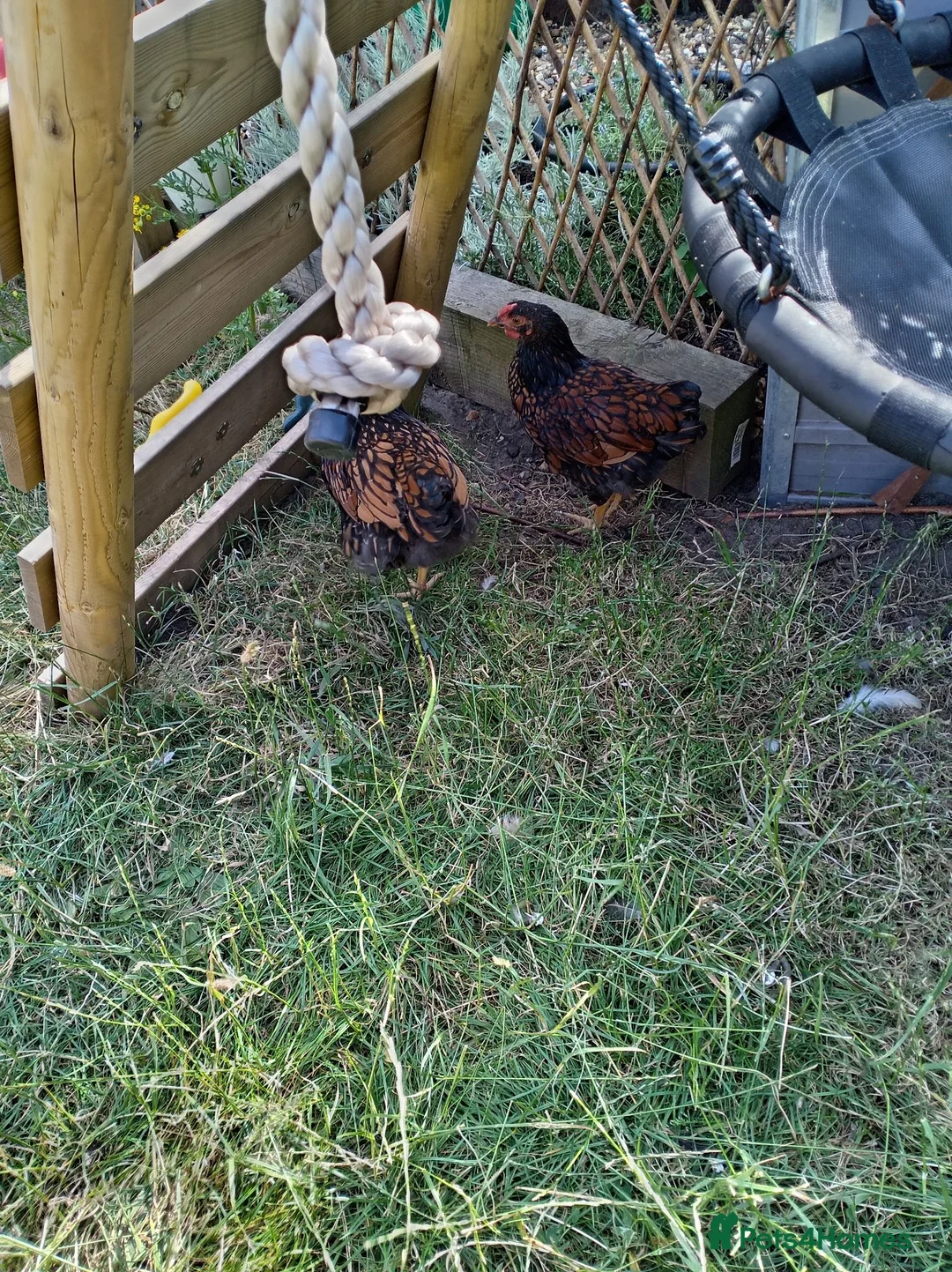Chickens poultry for sale: x4 Gold Laced Wyandotte Cockerels  - Advert 4