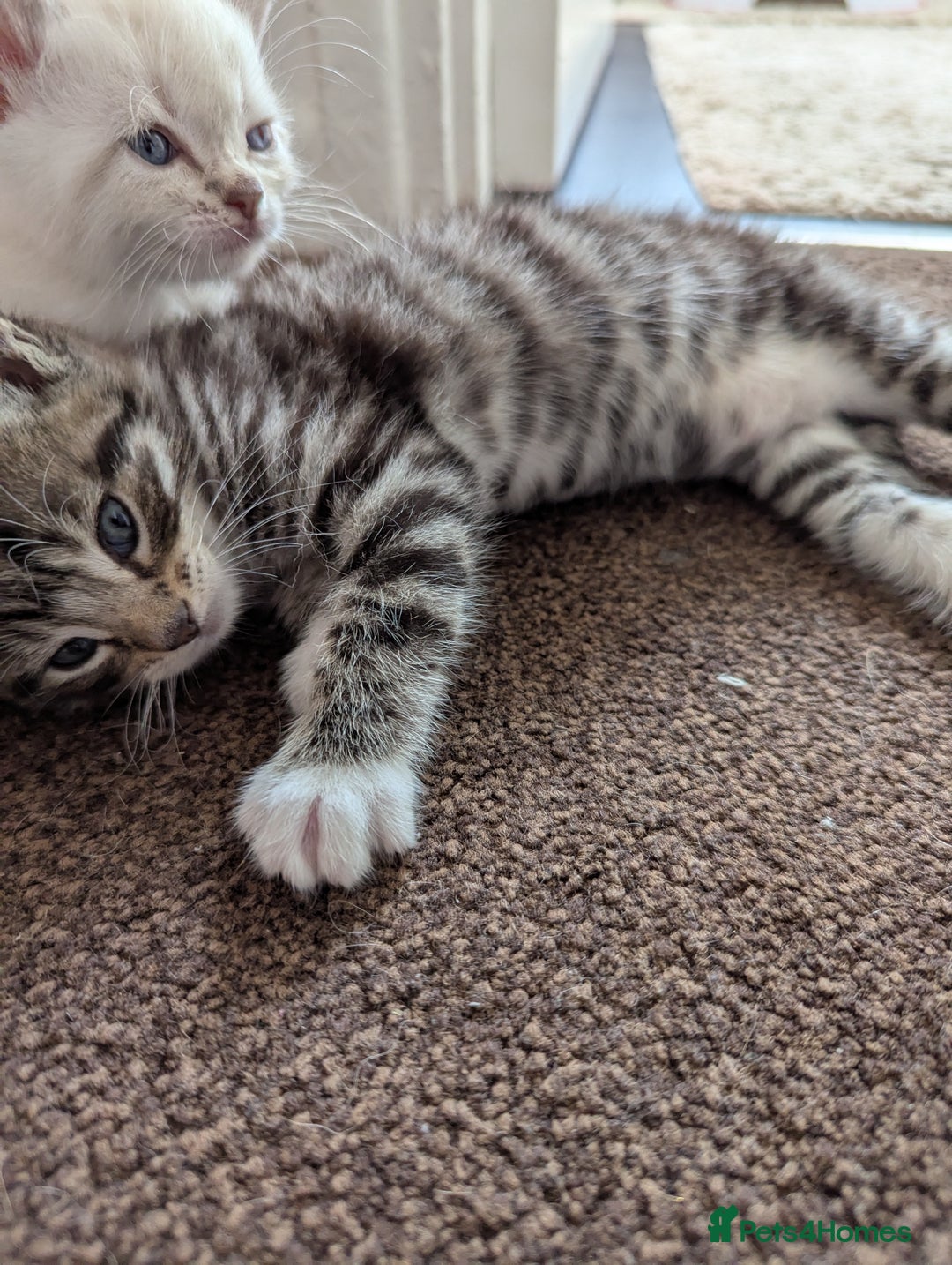 Ojos Azules cats for sale: beautiful Male Kitten - Image 6