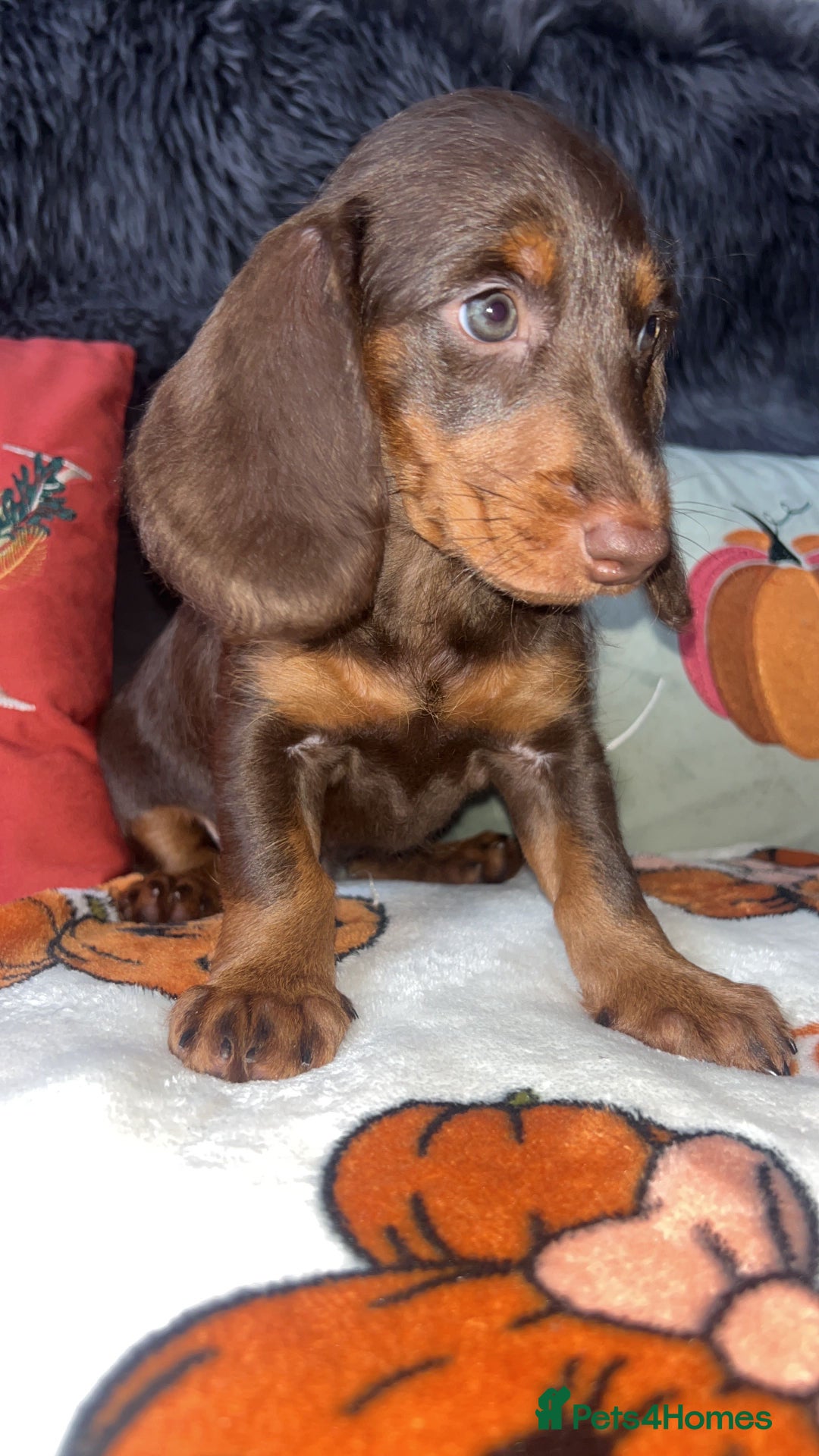 Doxiepoo dogs for sale: House trained READY NOW FOR THERE FOREVER HOMES ❤️ - Image 39