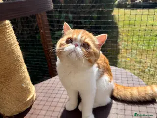 Exotic cats Gorgeous Red Tabby/White Exotic Boy - Advert 2