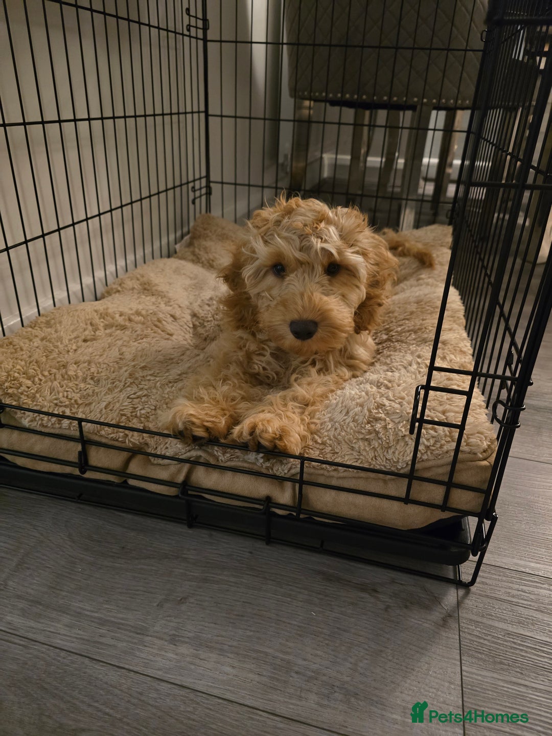 Cockapoo dogs for sale: Cockapoo  - Advert 2