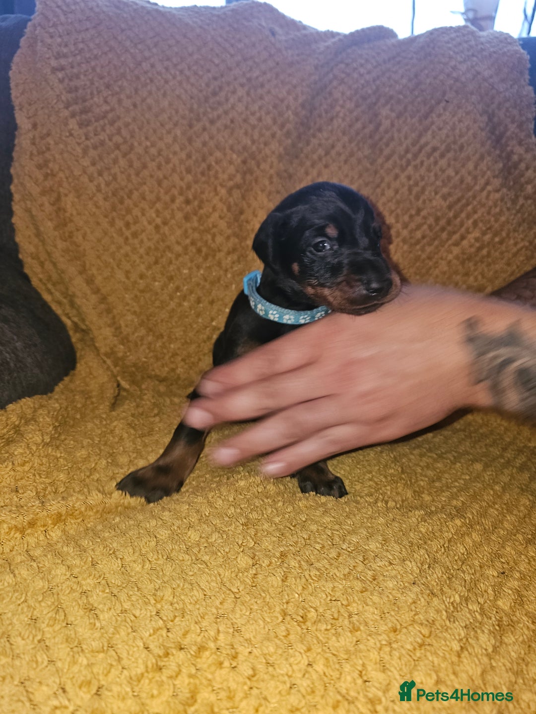 Dobermann dogs for sale: ☆☆DOBERMAN PUPPIES FOR SALE ☆☆ - Advert 26