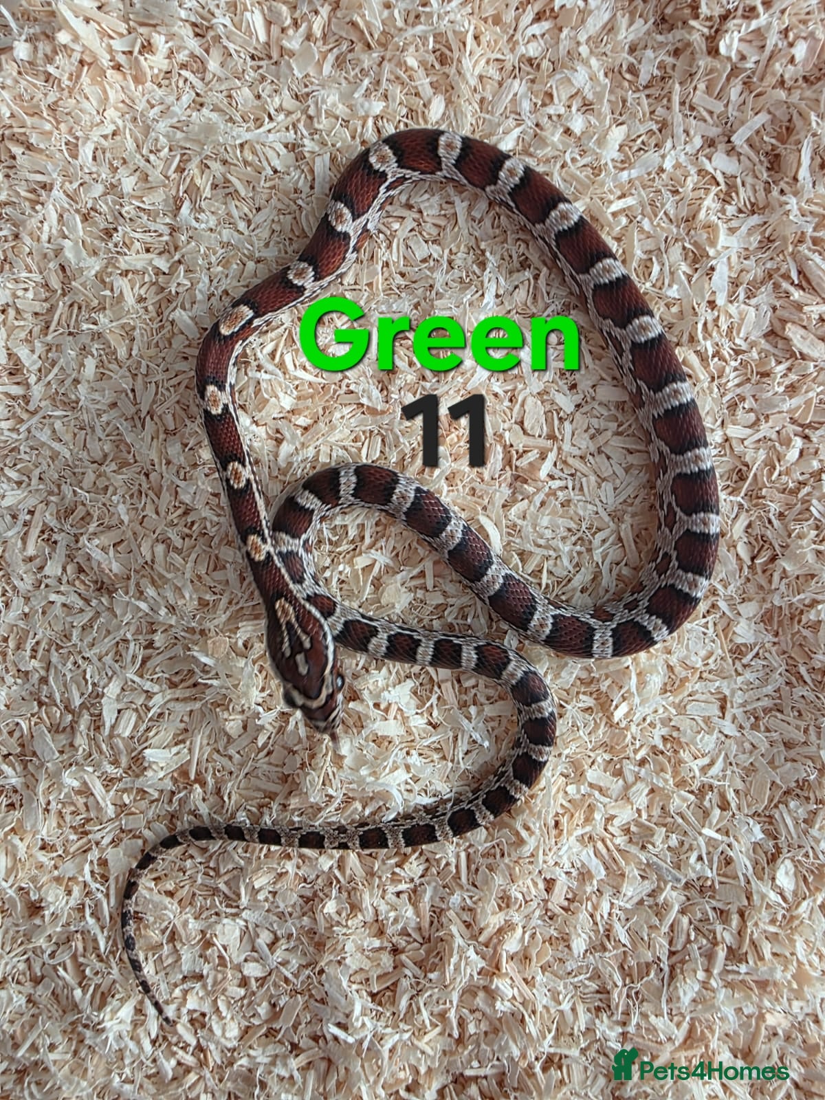 Corn Snake reptiles for sale: Various Cornsnakes avilable  - Advert 26