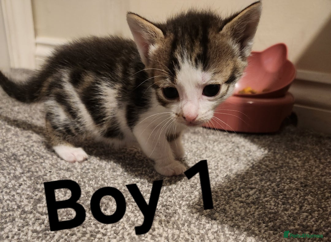 Mixed Breed cats for sale: Mixed bread kittens - Image 9