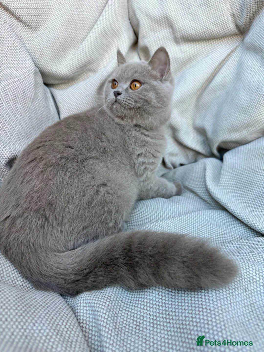 British Shorthair cats for sale: Ready British Shorthair Chunky Kittens - Advert 11