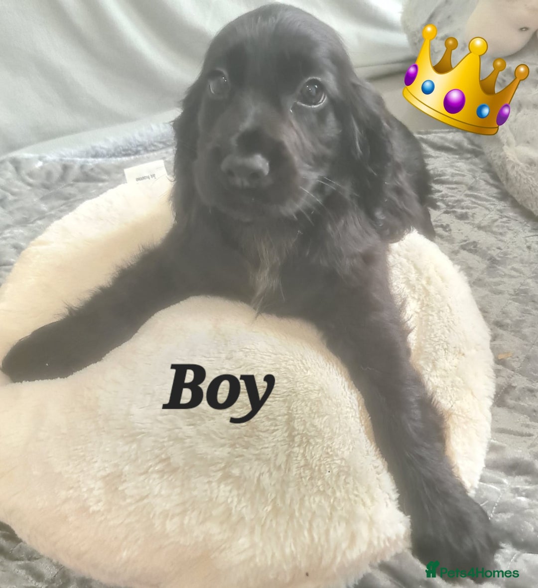 Cocker Spaniel dogs for sale: 🐶PRA FA HEALTH TESTED Show Cocker Spaniels Ready - Image 3