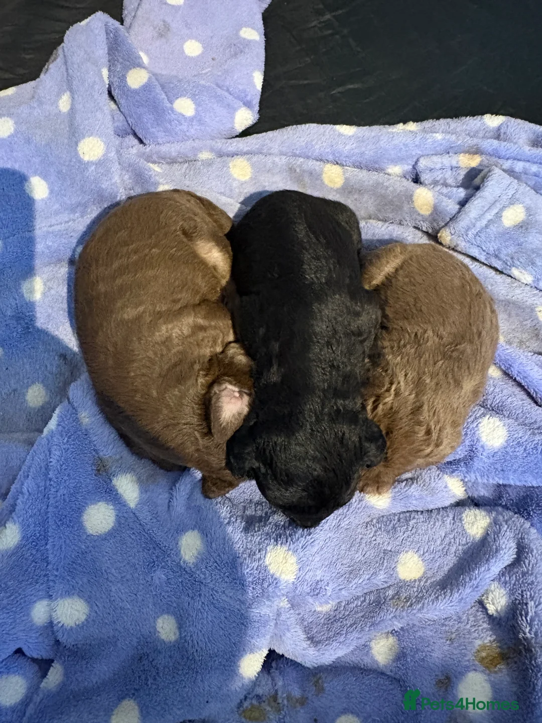 Bedlington Terrier dogs for sale: Bedlington puppies - Advert 2