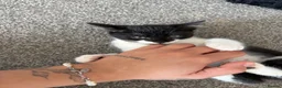 Mixed Breed cats for sale: 3 Female kittens - Advert 6