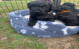 Miniature Poodle dogs for sale: Miniature Poodle Puppies  - Image 33