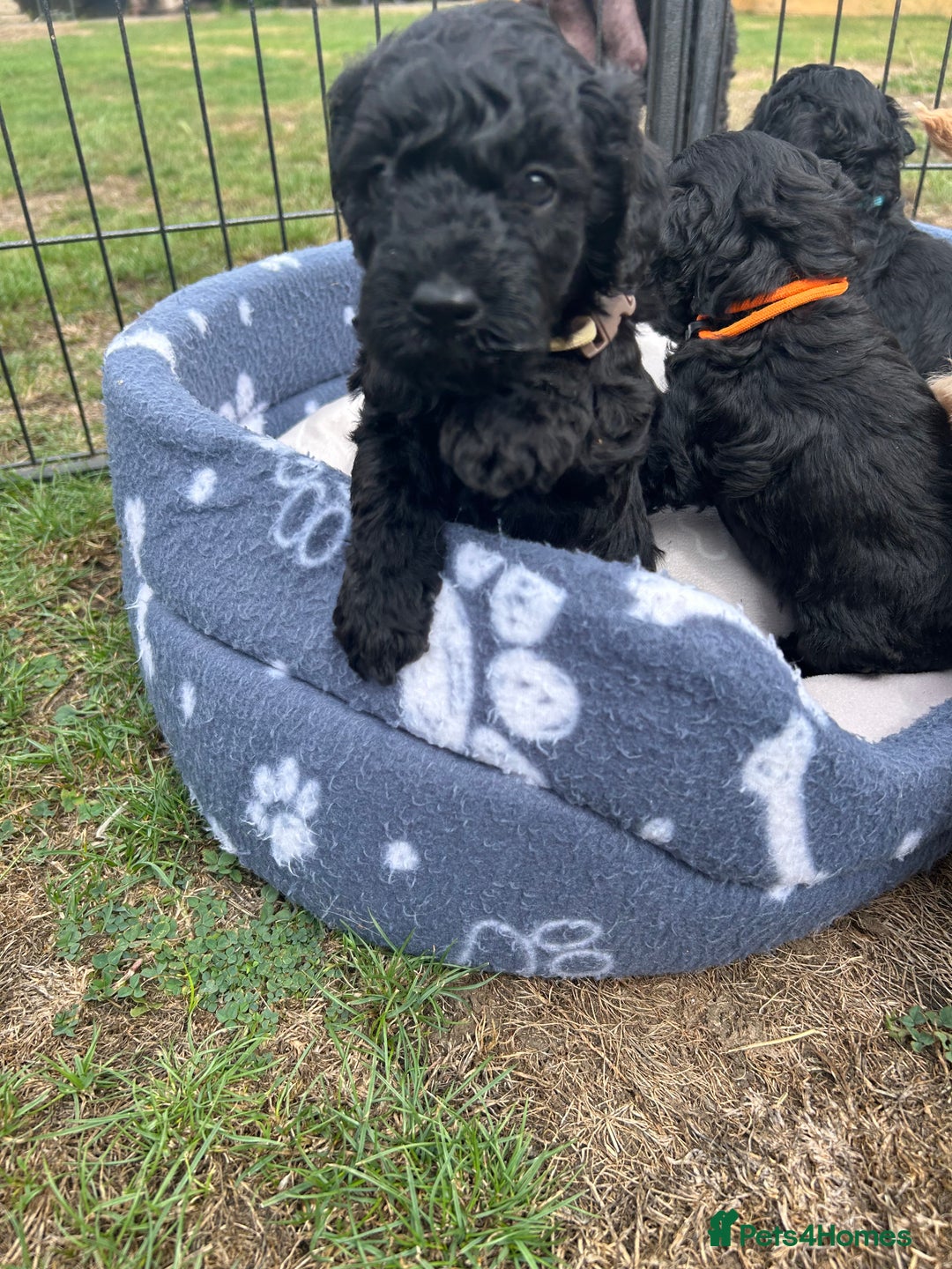 Miniature Poodle dogs for sale: Miniature Poodle Puppies  - Image 33
