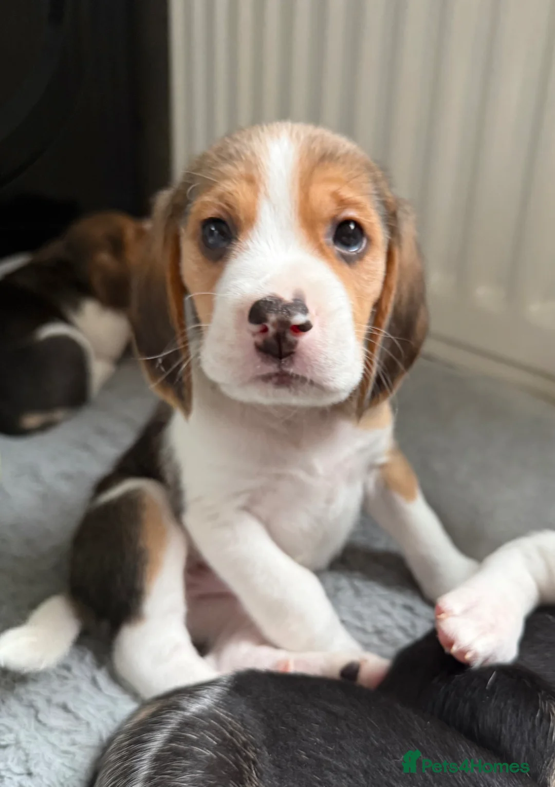Beagle dogs for sale: Beagle puppies  - Advert 1