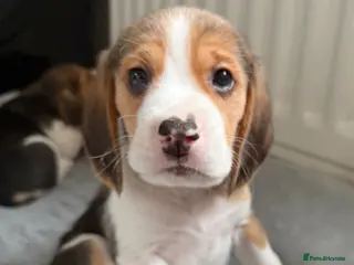 Beagle dogs Beagle puppies - Advert 13
