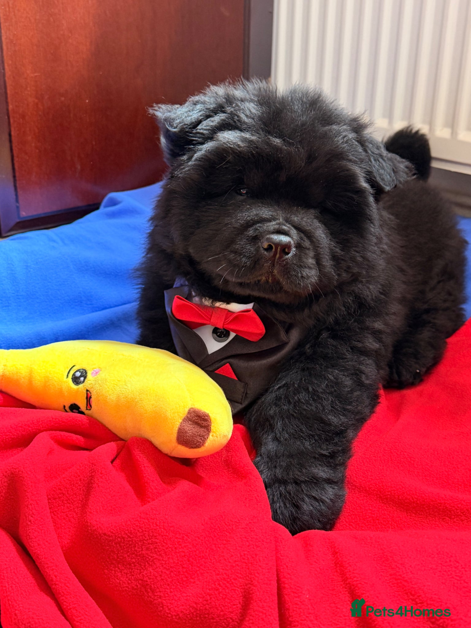 Chow Chow dogs for sale: Fluffy bears ready to go ❤️ in Lampeter - Advert 8