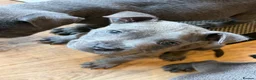 Mixed Breed dogs for sale: Amazing blue Chaffy puppies - Advert 4