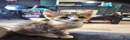Mixed Breed cats for sale: 4 adorable female kittens for sale  - Advert 12