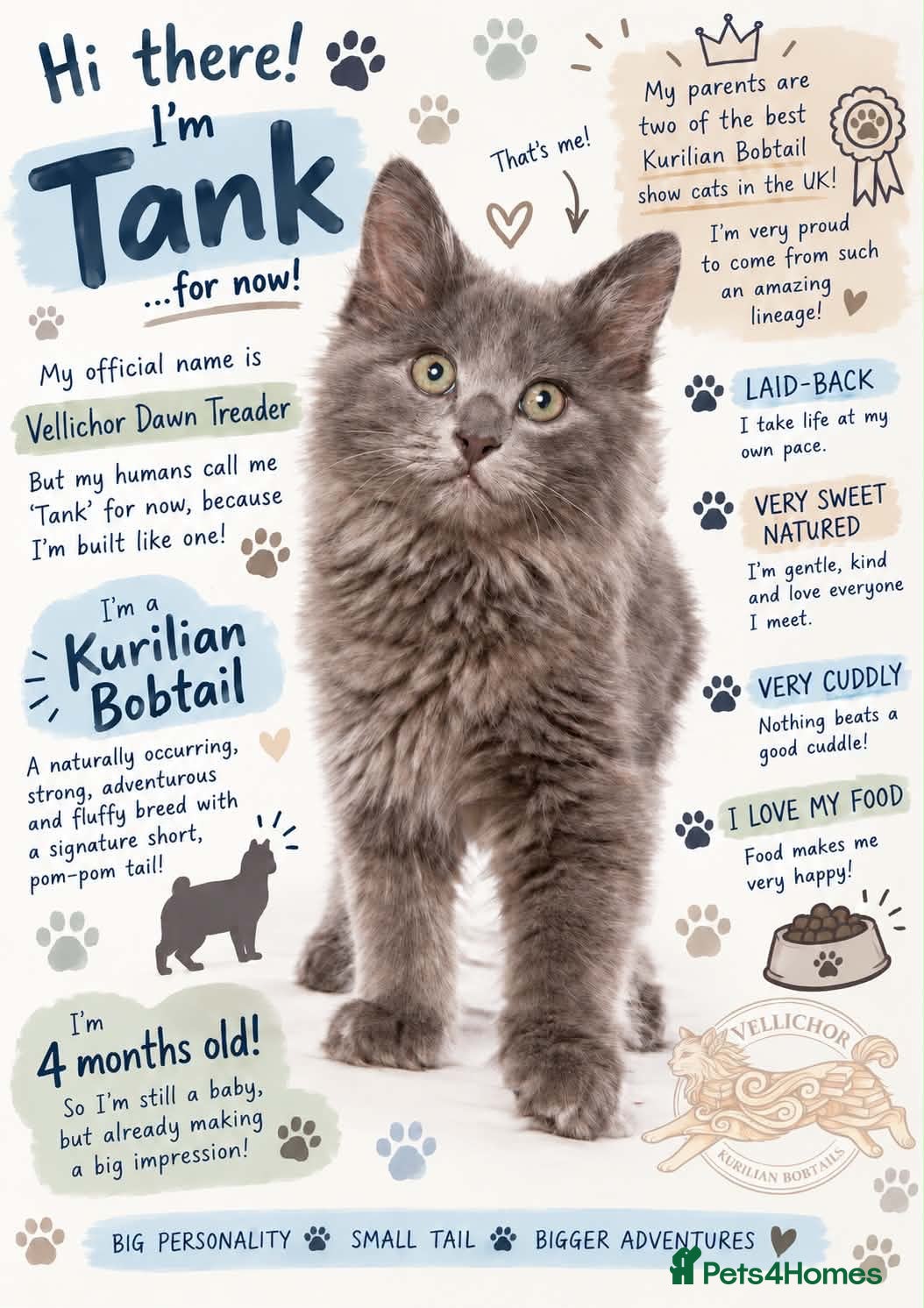 Kurilian Bobtail cats Stunning FIFe Registered Kurilian Bobtail kittens - Advert 2