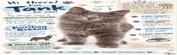 Kurilian Bobtail cats for sale: Stunning FIFe Registered Kurilian Bobtail kittens - Advert 2
