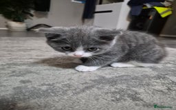 British Shorthair cats for sale: Adorable British Shorthair x Persian Kittens  - Image 8