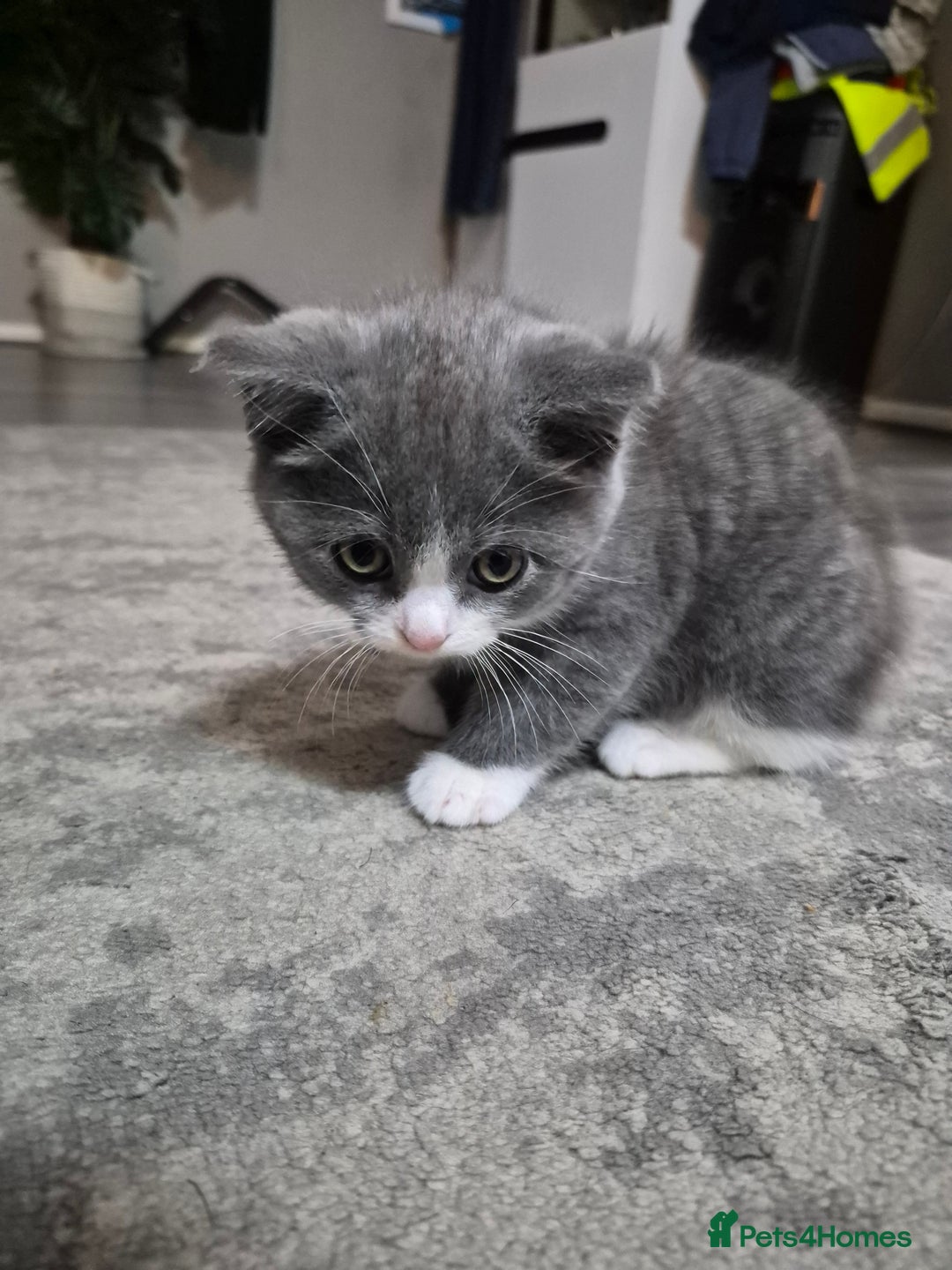 British Shorthair cats for sale: Adorable British Shorthair x Persian Kittens  - Image 8