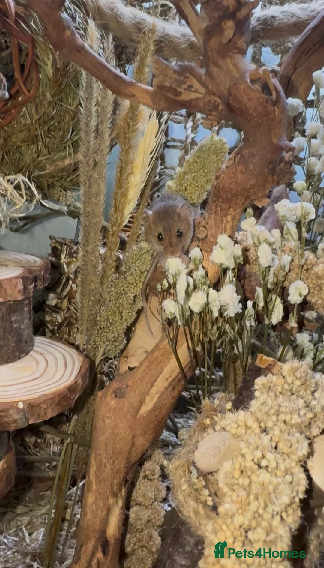 Mouse rodents for sale: Harvest Mice - Advert 1