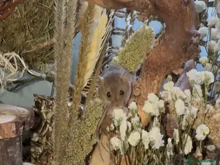 Mouse rodents Harvest Mice - Advert 1