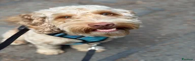 Hugo