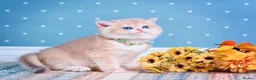 British Shorthair cats for sale: British Shorthairs - Raised with Love and Care ❤️ - Advert 8